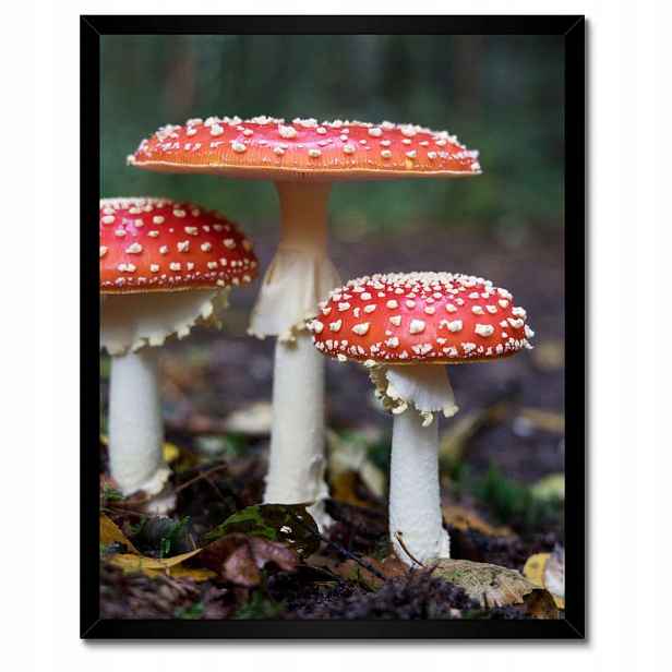 Plakáty v rámu 40x50 Makrofotografie MacroFoto