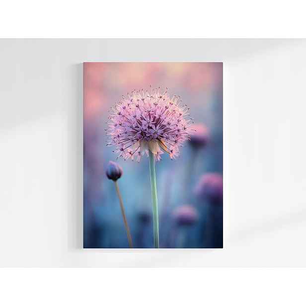 Obraz Na Plátně Canvas Růžový Květ Okrasný Česnek Makro Pastelový 60x80