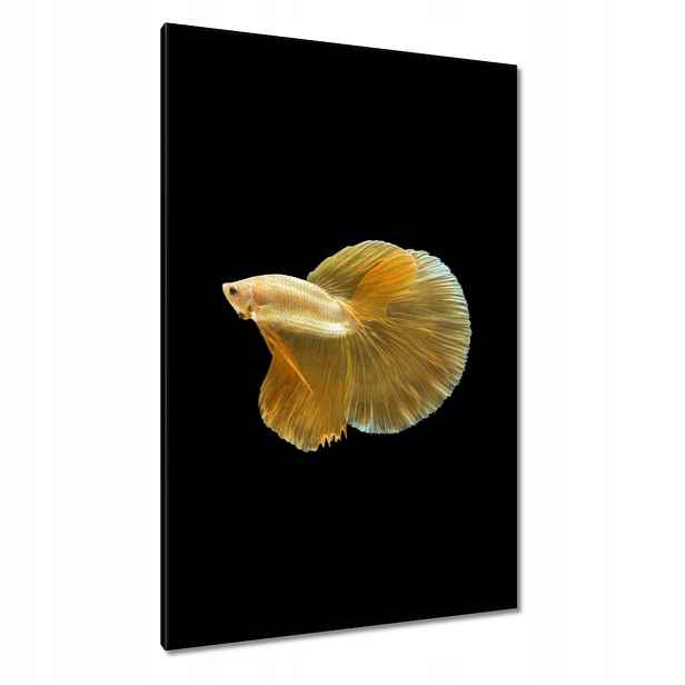Obrazy 80x120 Zlatá siamská ryba