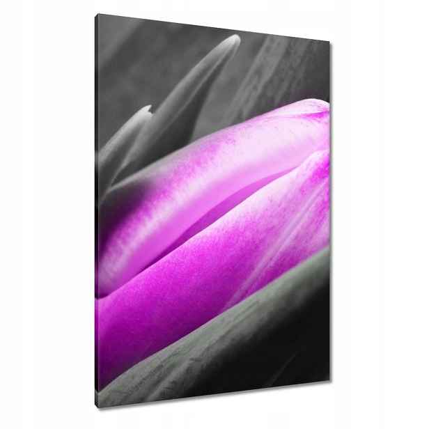 Obrazy 70x100 Fialový tulipán