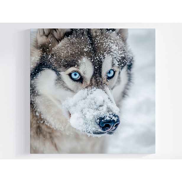 Obraz Na Plátně Canvas Makro Fotografie Sibiřský Pes Husky Sníh 50x50