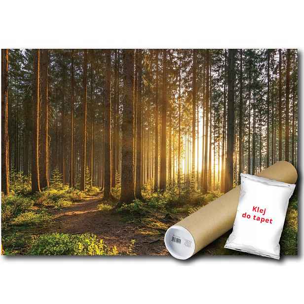 Vinylová Fototapeta Les Stromy Slunce 152x104
