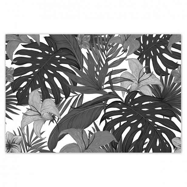 Plakáty 200x135 Černobílá monstera