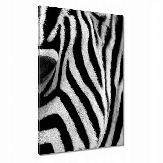 Obrazy 60x90 Černobílé pruhy Zebra