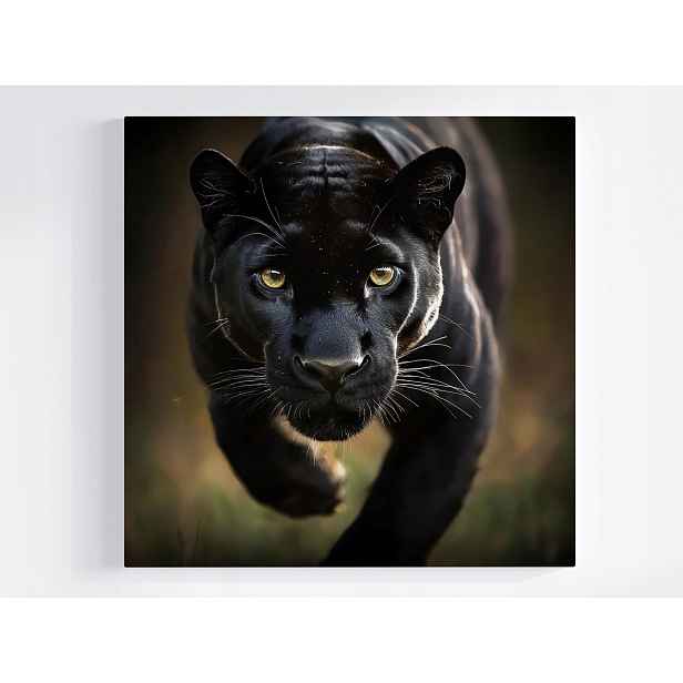 Obraz Na Plátně Plátno Zvíře Dravec Kočka Černý Panter Puma 50x50
