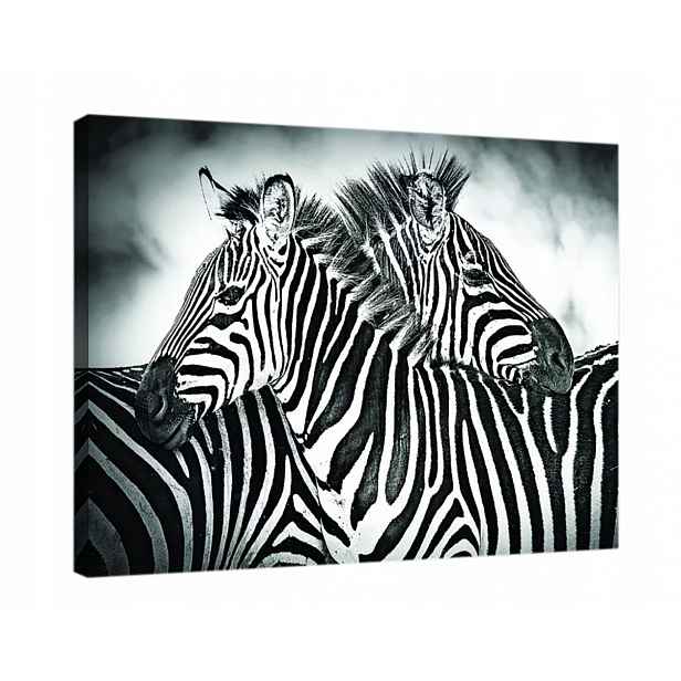 Obraz Na Plátně Canvas 100x75 Zebra Zebry Příroda