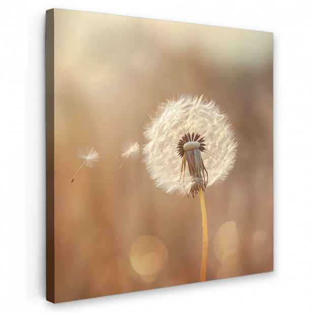 MuchoWow OBRAZ NA PLÁTNĚ Pampeliška - Béžová - Příroda - Květina 50x50 cm