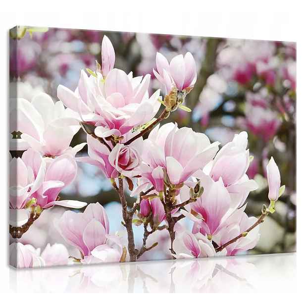 Obraz Na Plátně Plátno 80x60 Květy Magnolie