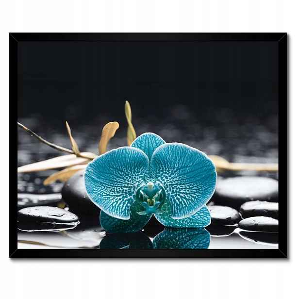Plakáty v rámu 50x40 Tyrkysový orchidej Květina
