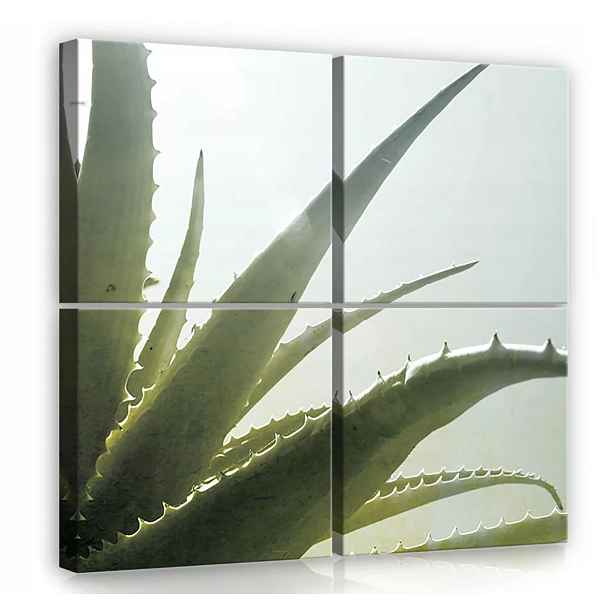 Obraz Na Plátně Canvas 50x50 Kaktus Aloe