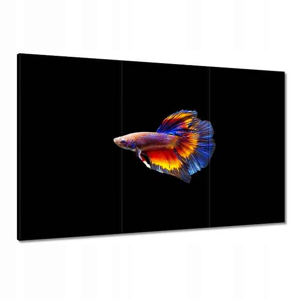 Obrazy 120x80 Bojové ryby černé pozadí