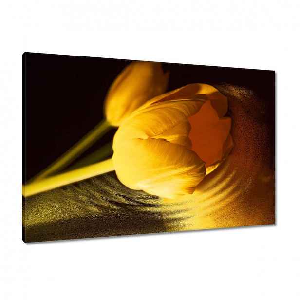 Obrazy 90x60 Žluto-zlatý tulipán