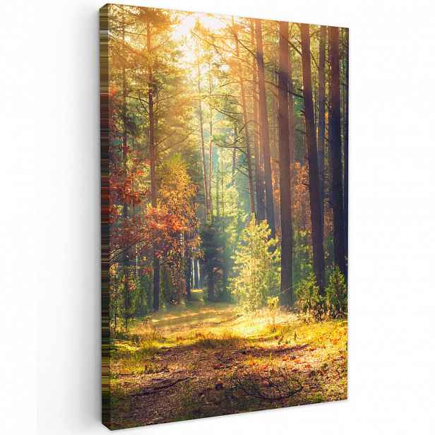 MuchoWow OBRAZ NA PLÁTNĚ Les - podzim - stromy 40x60 cm