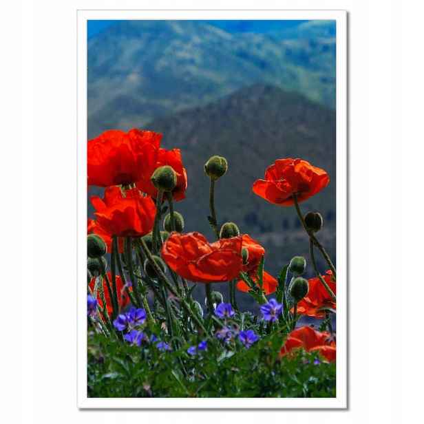 Plakáty v rámu 40x60 Červené máky Květiny