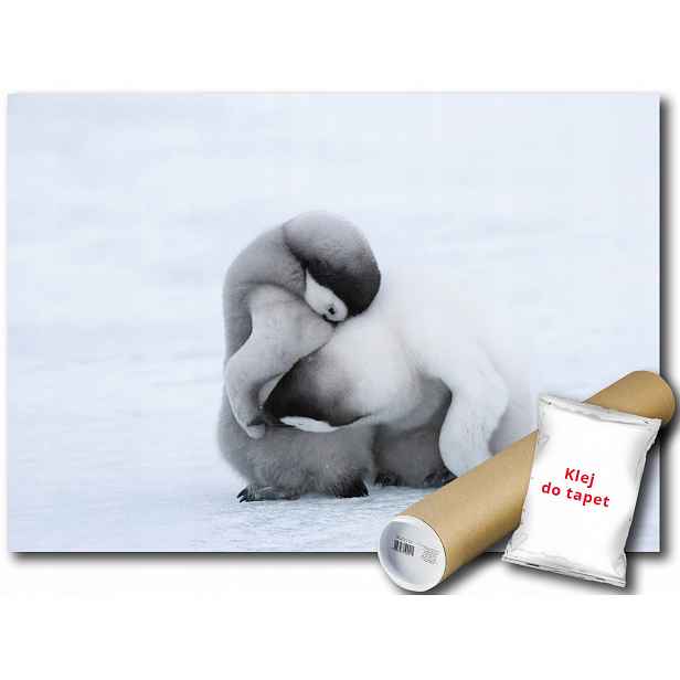 Fototapeta Tučňák 12C V8 368x254 F2725