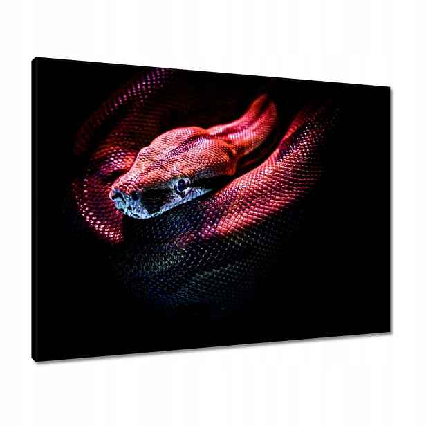 Obrazy 80x60 Červený had