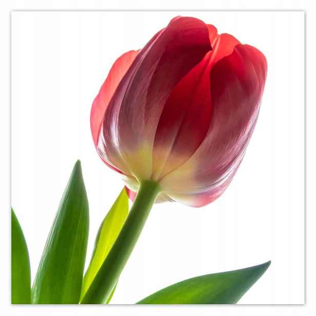 Plakáty 140x140 Červený tulipán Květina