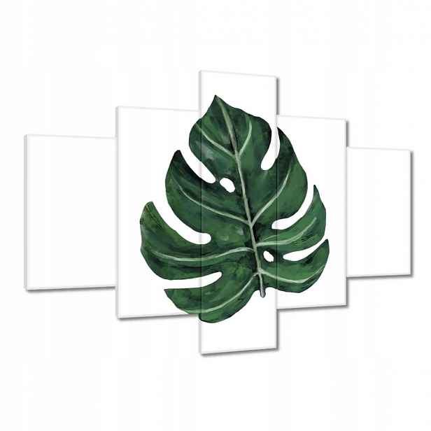 Obrazy 100x70 Monstera Zelený list