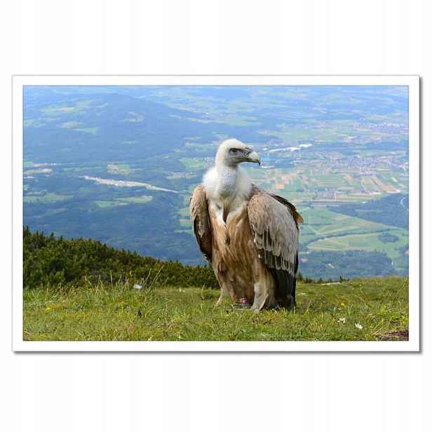 Plakáty v rámu 60x40 Nebezpečný pohled