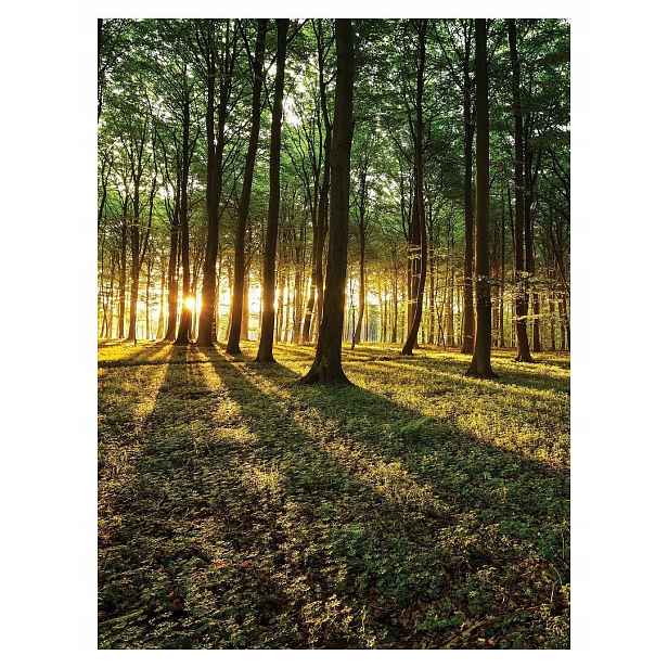 Vliesová fototapeta Sluneční les v odstínech zelené 206x275 lepidlo