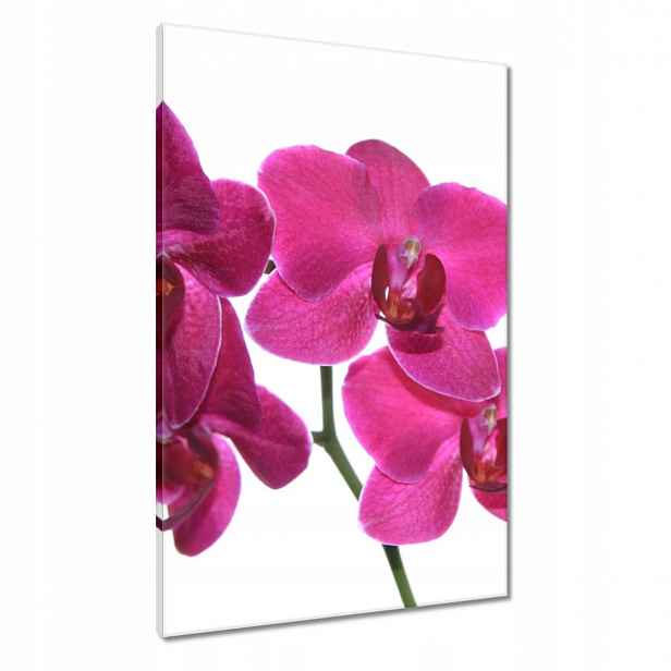 Obrazy 60x90 Fialový orchidej