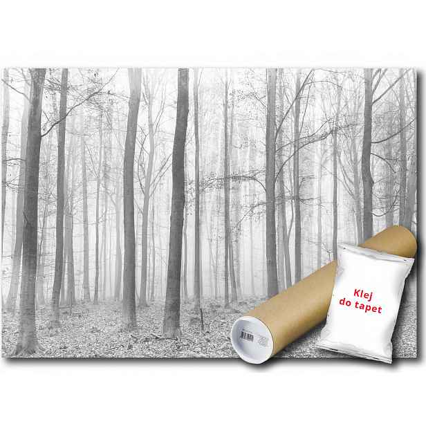 Vinylová fototapeta Les podzim šedá 152x104