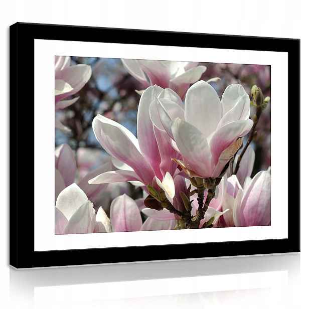 Obraz 80x60 Magnolie květiny jaro růžová bílá příroda svěžest