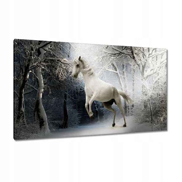 Obrazy 120x70 Bílý rumák