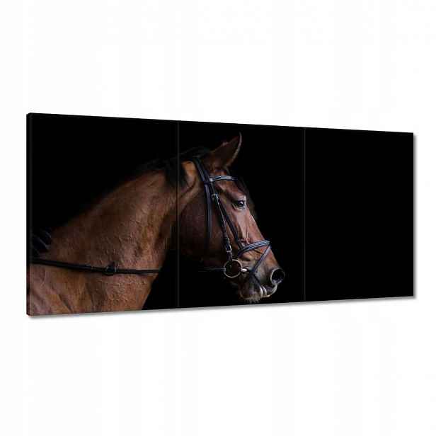 Obrazy 120x60 Hlava koně Kůň Koně