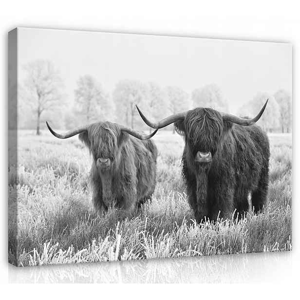 Obraz Na Plátně Canvas 120x80 Skotská Kráva Vysočina Zvíře Krajina B&w