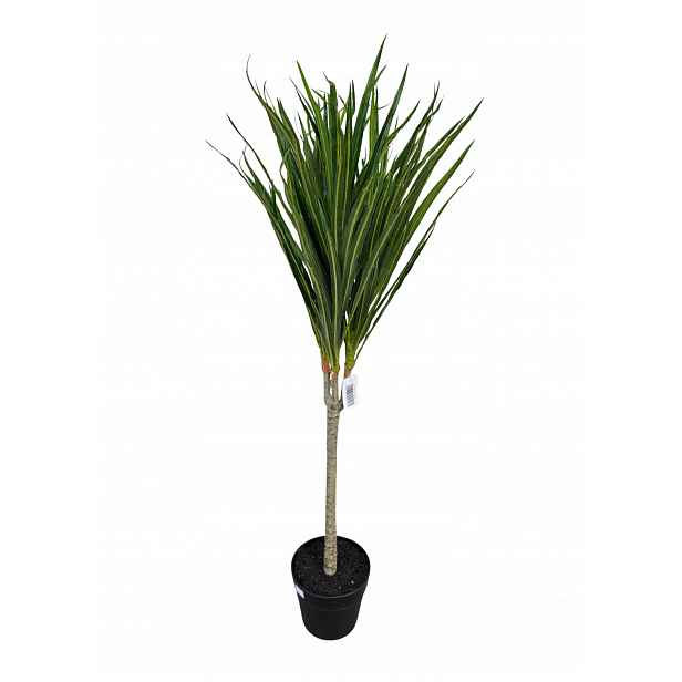 Umělá rostlina dracaena v květináči 95 cm AP011KTGR