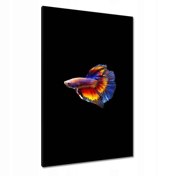 Obrazy 80x120 Bojové ryby černé pozadí