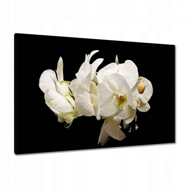Obrazy 120x80 Bílé květy orchidejí