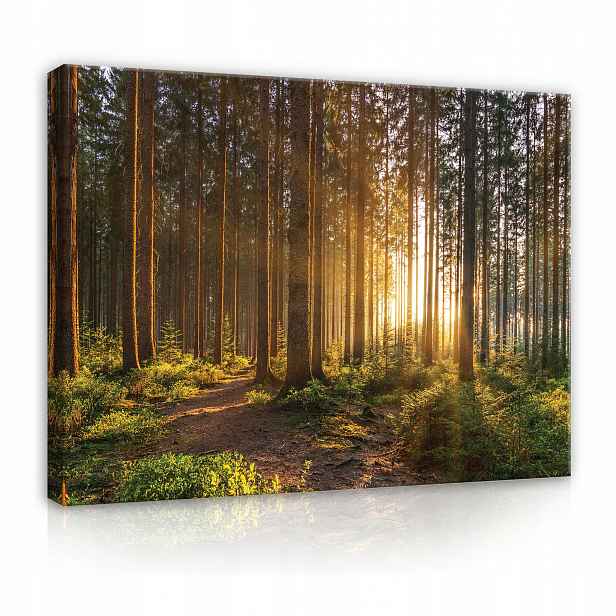 Obraz do obývacího pokoje Les na plátně Zeď Velký 80x60