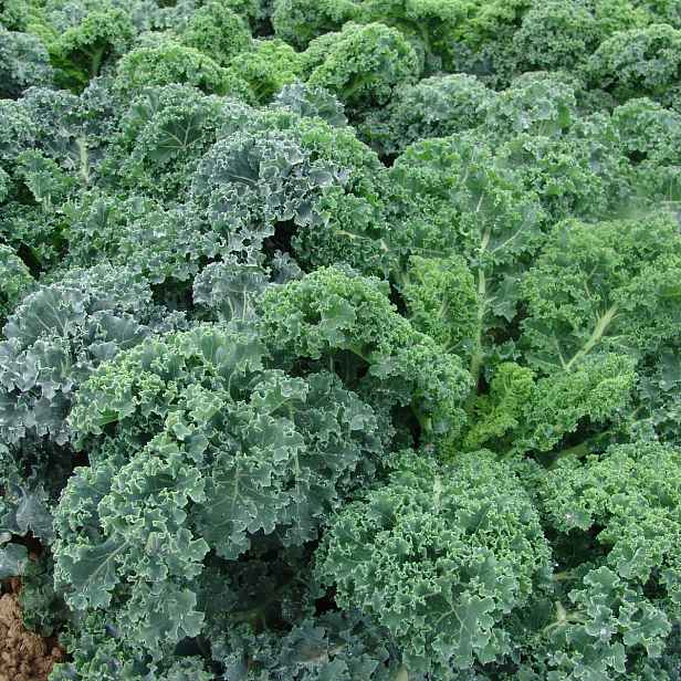 Culina Botanica Kadeřávek Kapral