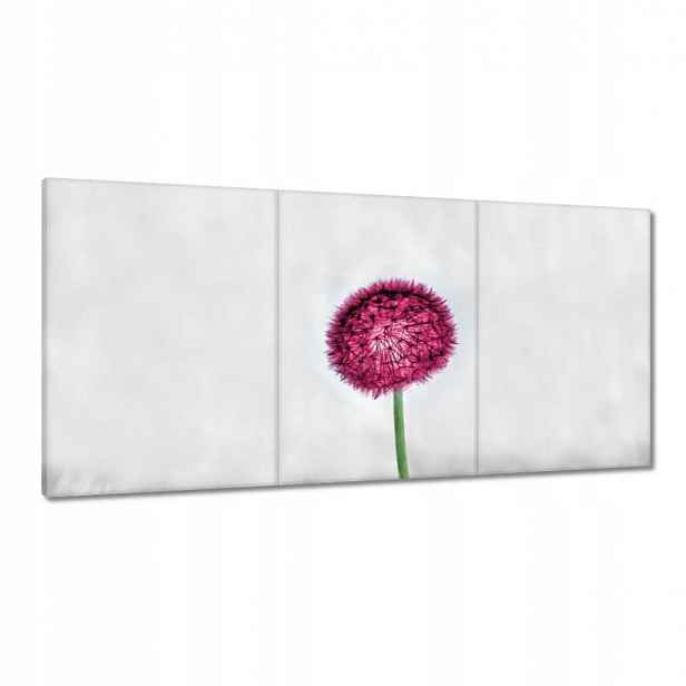 Obrazy 120x60 Růžový pampeliška Květina