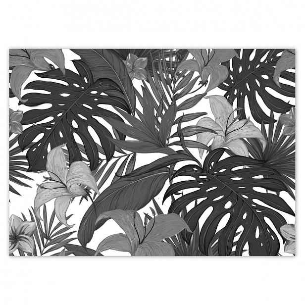 Fototapety 254x184 Černobílá monstera