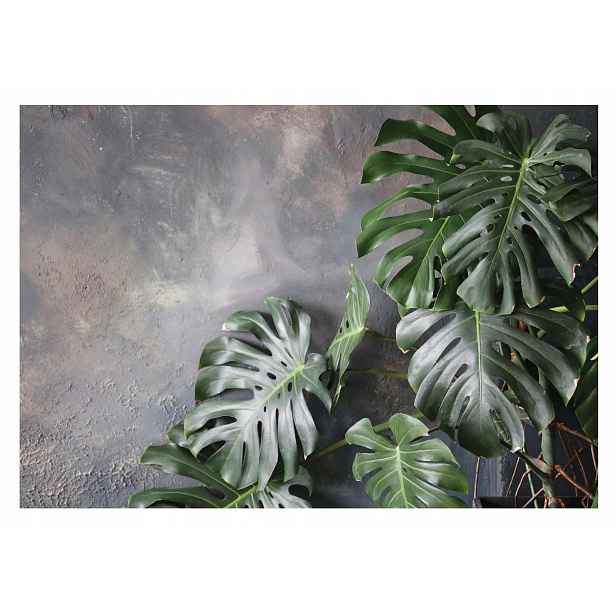Fototapeta Listy Monstera 3D Na Betonu 312x219