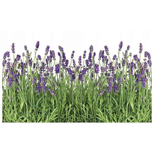 Fototapeta Levandule fialové květy na bílém pozadí Provence 416x254 lepidlo