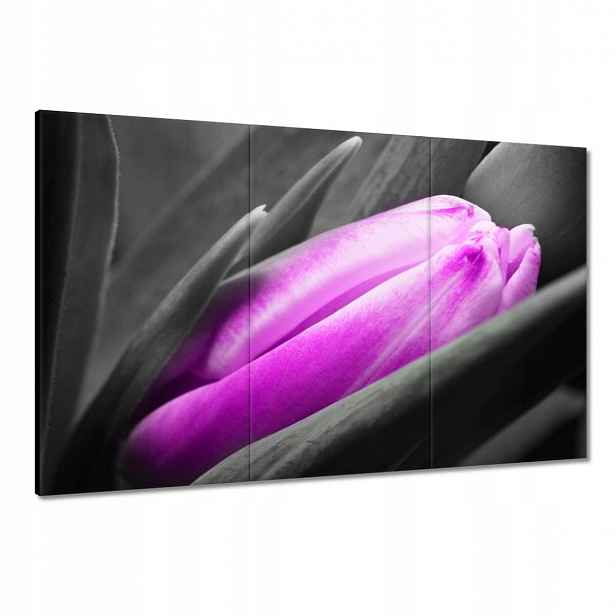 Obrazy 120x80 Fialový tulipán