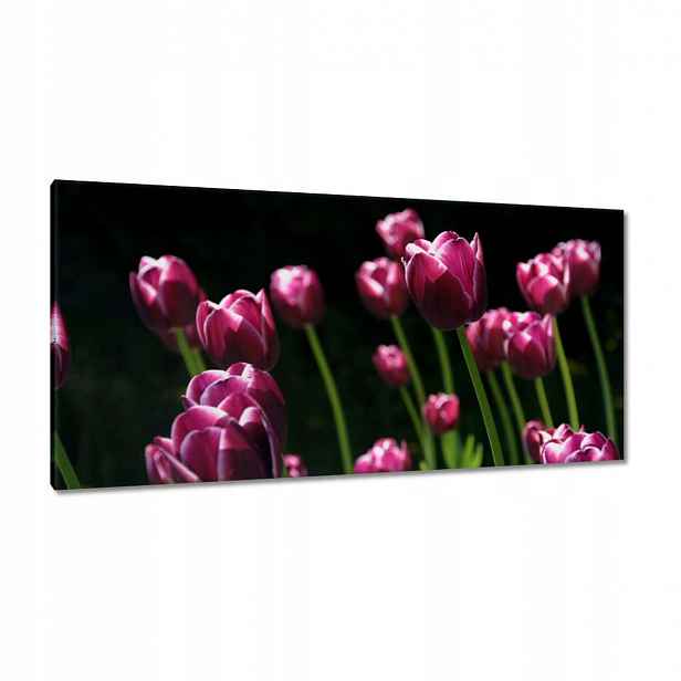 Obrazy 115x55 Fialové tulipány