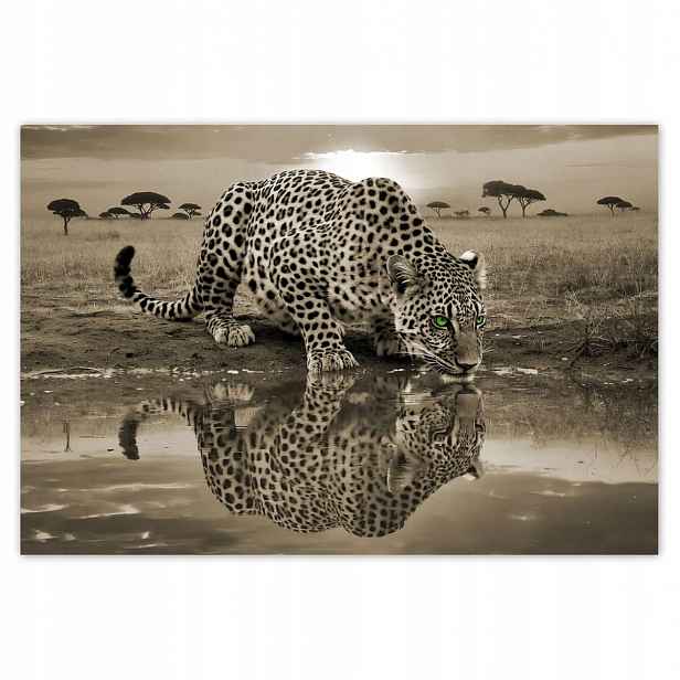 Fototapety 200x135 Tygr Gepard Do Ložnice