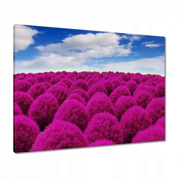 Obrazy 80x60 Výrazná louka Krajina