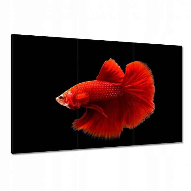 Obrazy 120x80 Červený bojovník rybka
