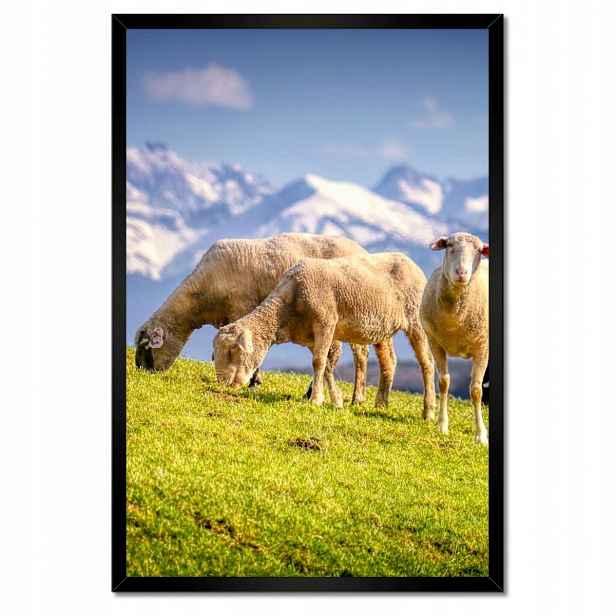 Plakáty v rámu 40x60 Vypas ovce Ovečky Ovce
