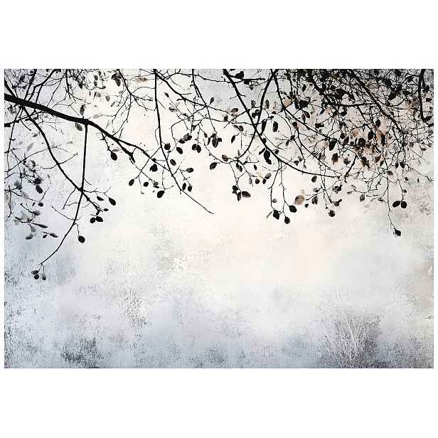 Fototapeta Zimní příroda v šedé barvě Minimalismus 200x140 větve klid lepidlo
