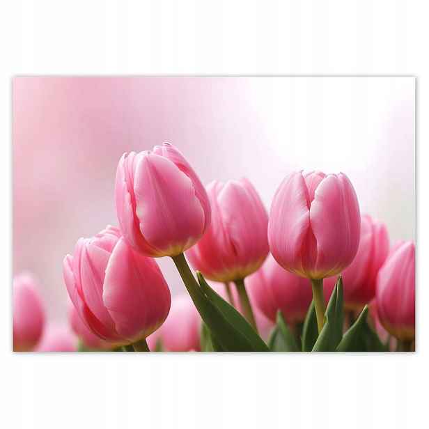 Fototapety 152x104 Růžové tulipány
