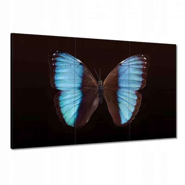 Obrazy 120x80 Modrý motýl
