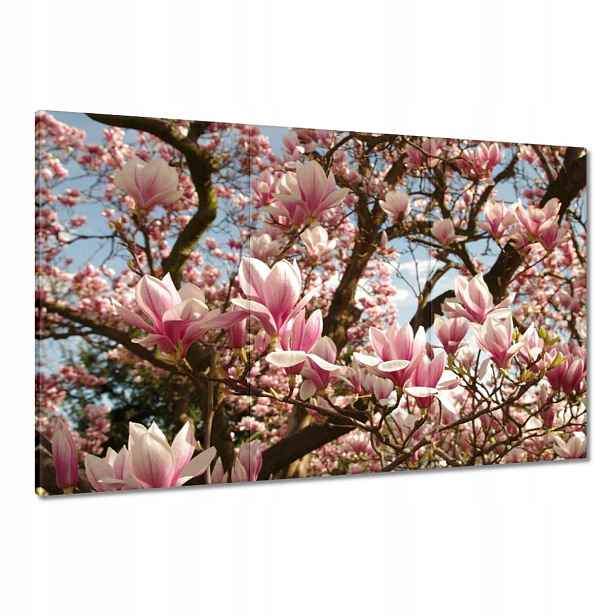 Obrazy 120x80 Magnolie Květiny Světle Modrá