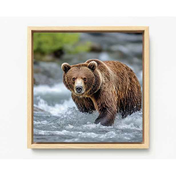 Obraz Rám Americký Box Foto Zvíře Medvěd Hnědý Medvídek Řeka 60x60